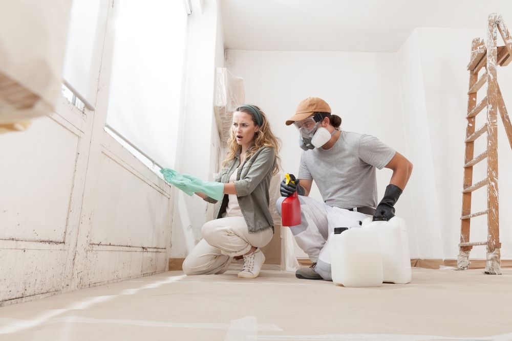 Understanding Mold Removal Services: A Comprehensive Guide